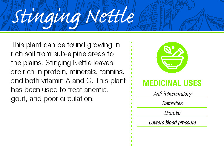 Stinging Nettle